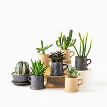 Load image into Gallery viewer, Astrophytum myriostigma f. nudum / Bowl Set M