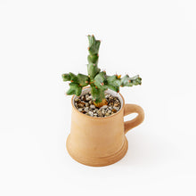 Load image into Gallery viewer, Euphorbia clivicola / A Mug M