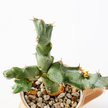 Load image into Gallery viewer, Euphorbia clivicola / A Mug M