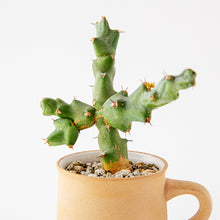 Load image into Gallery viewer, Euphorbia clivicola / A Mug M