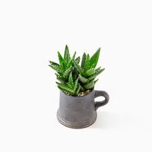 Load image into Gallery viewer, Aloe nobilis / A Mug M