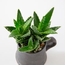 Load image into Gallery viewer, Aloe nobilis / A Mug M