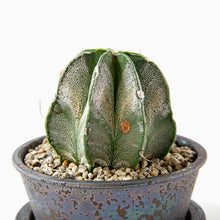 Load image into Gallery viewer, Astrophytum myriostigma f. nudum / Bowl Set M
