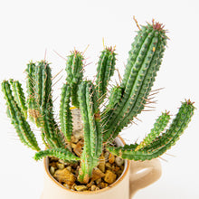 Load image into Gallery viewer, Euphorbia submamillaris / A Mug M