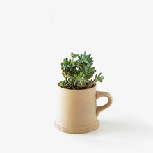 Load image into Gallery viewer, Graptopetalum mendozae / A Mug M
