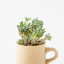 Load image into Gallery viewer, Graptopetalum mendozae / A Mug M