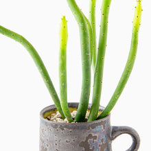 Load image into Gallery viewer, Euphorbia oncoclada / A Mug M
