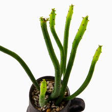 Load image into Gallery viewer, Euphorbia oncoclada / A Mug M