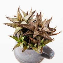 Load image into Gallery viewer, Haworthia tessellata / A Mug M