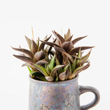 Load image into Gallery viewer, Haworthia tessellata / A Mug M