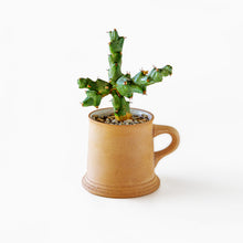 Load image into Gallery viewer, Euphorbia clivicola  / A Mug M
