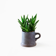 Load image into Gallery viewer, Aloe nobilis / A Mug M
