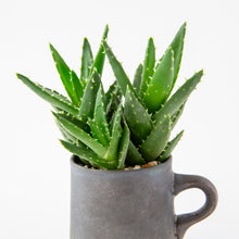 Load image into Gallery viewer, Aloe nobilis / A Mug M
