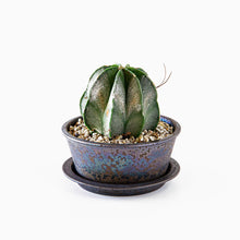 Load image into Gallery viewer, Astrophytum myriostigma f. nudum / Bowl Set M
