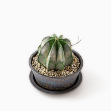 Load image into Gallery viewer, Astrophytum myriostigma f. nudum / Bowl Set M
