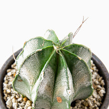 Load image into Gallery viewer, Astrophytum myriostigma f. nudum / Bowl Set M
