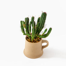 Load image into Gallery viewer, Euphorbia submamillaris / A Mug M
