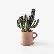 Load image into Gallery viewer, Euphorbia submamillaris / A Mug M
