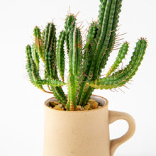 Load image into Gallery viewer, Euphorbia submamillaris / A Mug M
