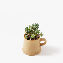 Load image into Gallery viewer, Graptopetalum mendozae / A Mug M
