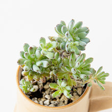 Load image into Gallery viewer, Graptopetalum mendozae / A Mug M
