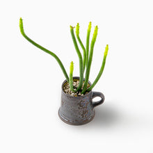 Load image into Gallery viewer, Euphorbia oncoclada / A Mug M
