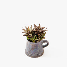 Load image into Gallery viewer, Haworthia tessellata / A Mug M
